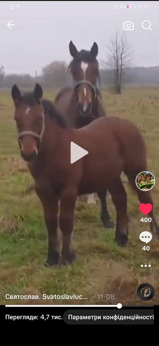 Коні ваговози. Лошачок жеребчик.