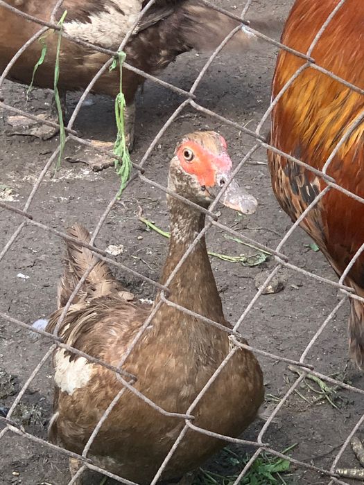 Качур і качка продам