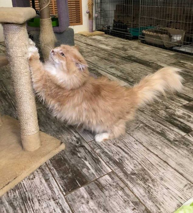 Шикарний котик з поглядом хитрих зелених очей. Льоні 3–5 років.