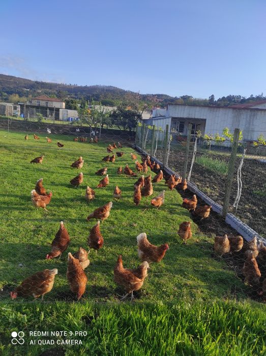 Galinheiro da avó  ovos frescos