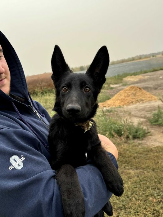 Німецькі вівчарки 4 місяці (6 шт) + 9 новонароджених