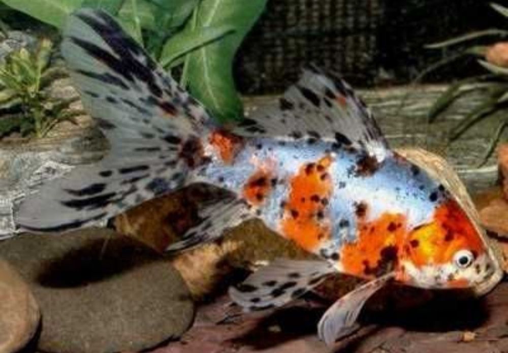 Продам аквариумных рыбок