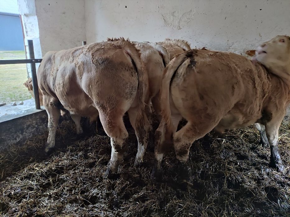 Byczki Blonde d'aquitaine