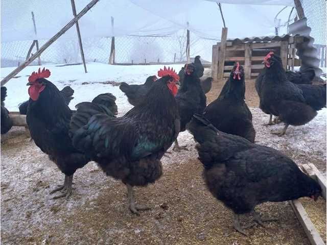 Інкубаційне яйце (курчата). Джерсійський гігант: чорний, блакитний.