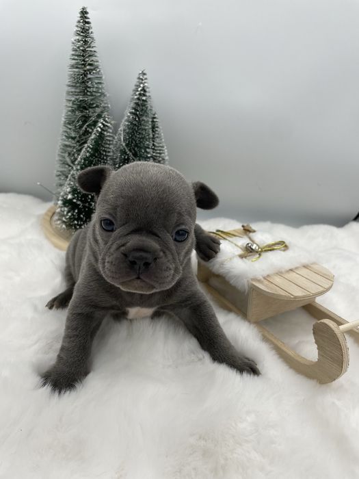 Sunia  Buldog Francuski