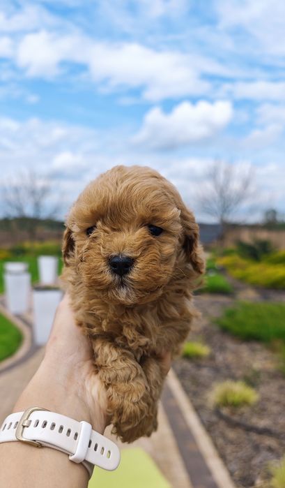 **Cavapoo** cudowna suczka!