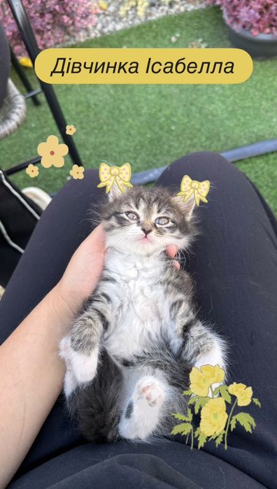 Кошенята котики ..