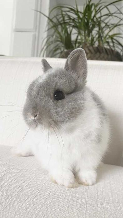 KIT completo, Coelhos anões bebes+Gaiola nova , lindíssimos