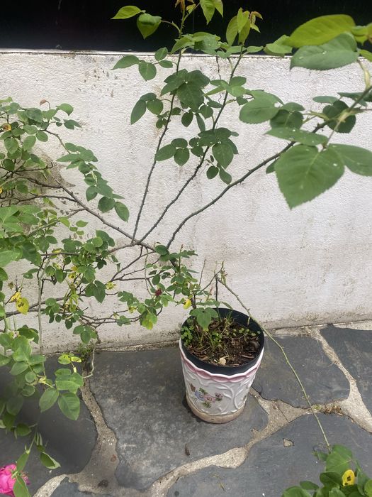 Planta Roseira de alexandria perfumadas