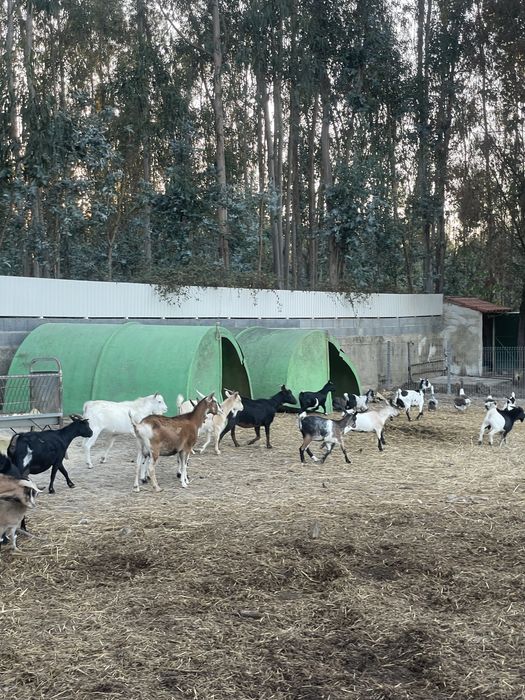 Cabras de varias raças