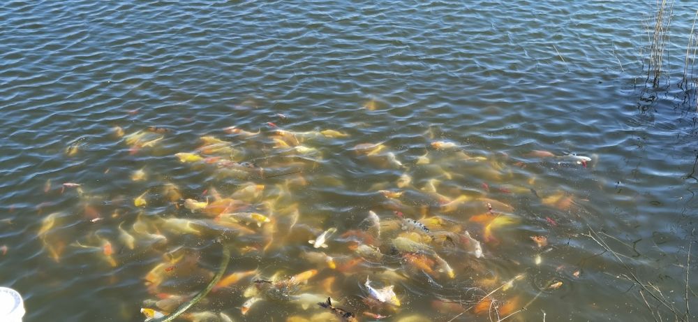 Karp Koi Kohaku Showa Yamatonishiki #GRLKOI