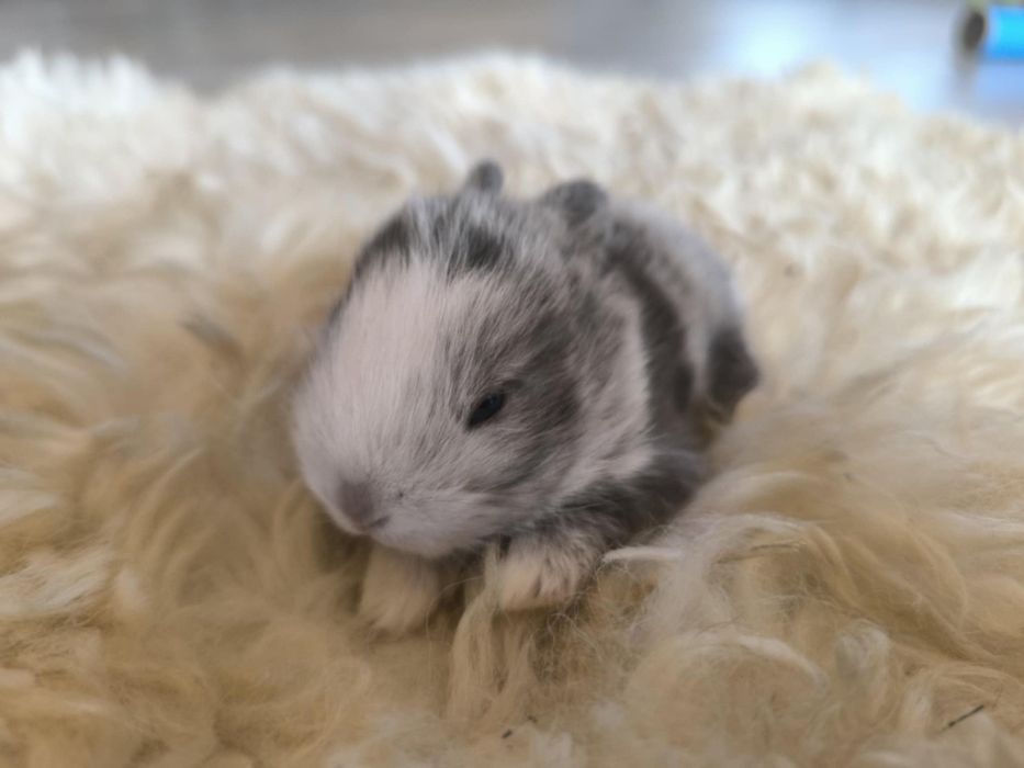 Lionhead młode króliczki