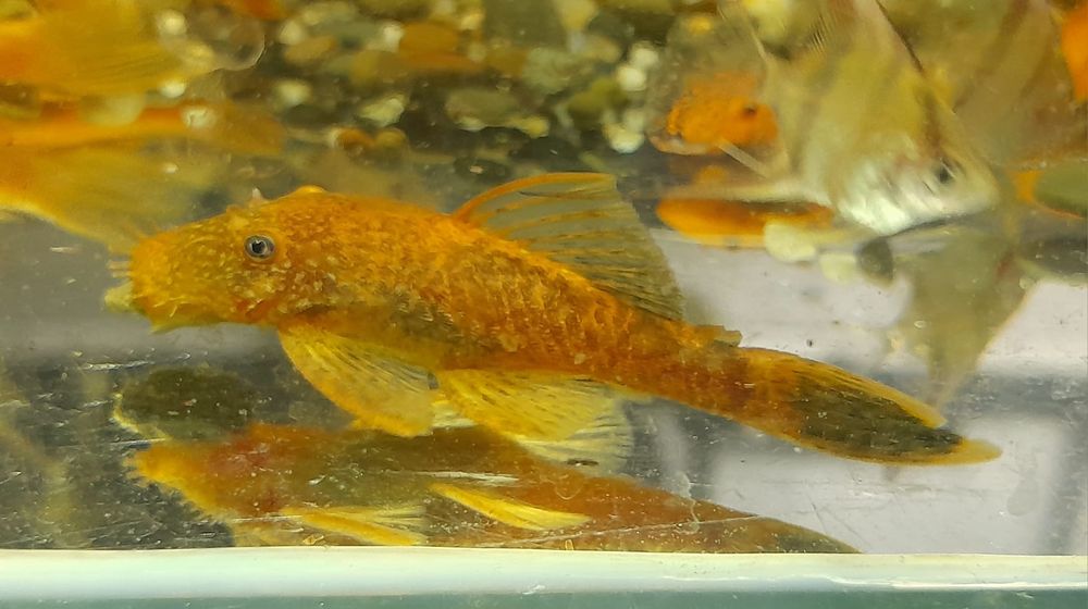 Zbrojnik ancistrus calico.. Glonojad. Wysyłka