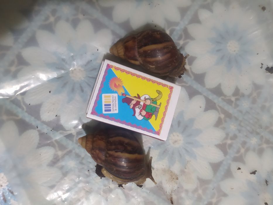 Малыши Ахатина фулика 30 грн. пара и 1 в подарок.