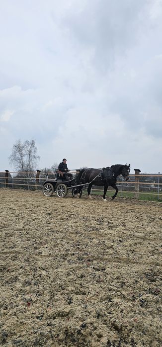 Klacz Śląska Adel