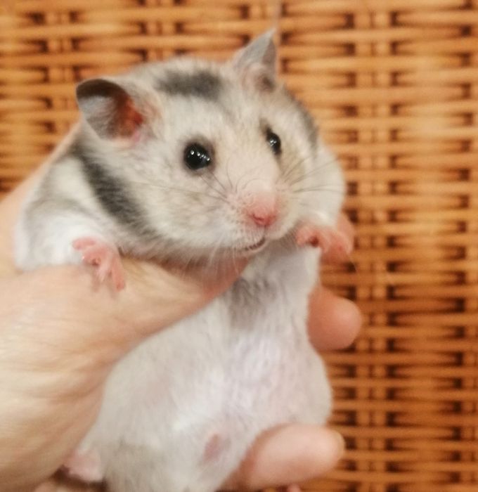 chomik, chomiki syryjskie oswojone maluchy,nowa ekipa