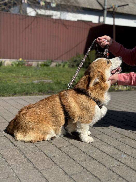Хлопчик коргі пемброк!