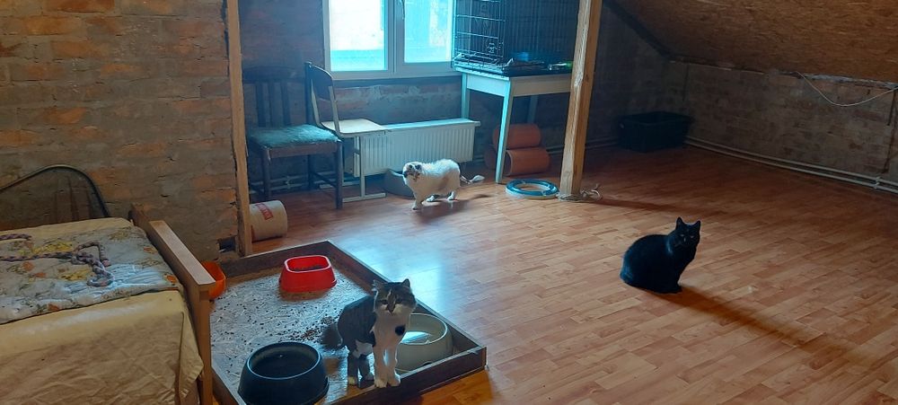 Міні-готель для котів Київ