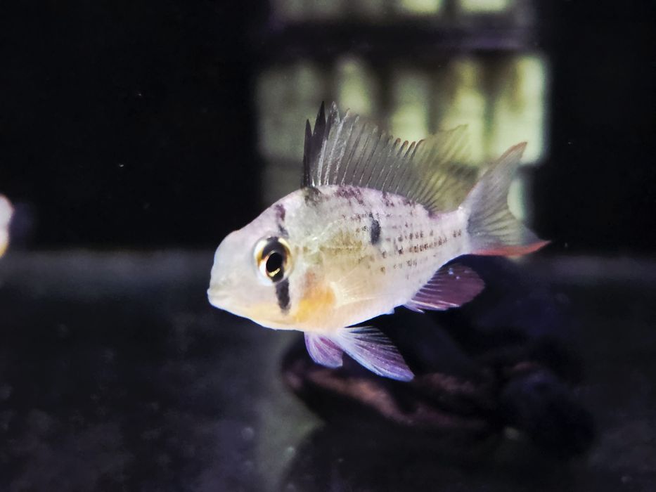 Pielęgniczka Boliwijska (Mikrogeophagus altispinosus)