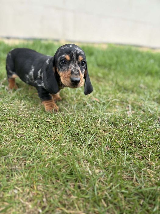 Jamnik krótkowłosy suczka