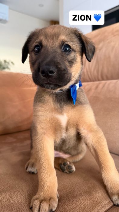 Cãeszinhos bebés para adoção responsável