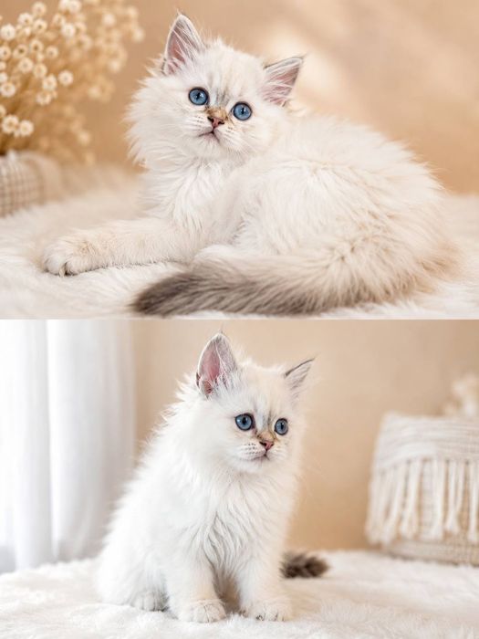 Шотландські кошенята