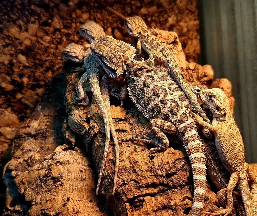 Agama brodata młode agamki Wołomin