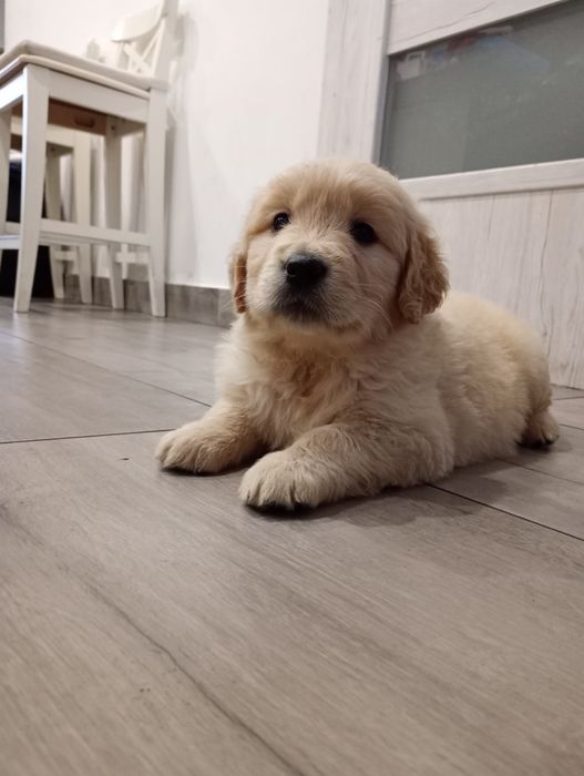 Golden retriever śliczne słodziaki