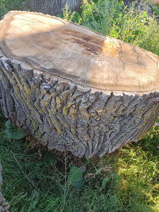 Grube plastry z drewna dębowego – średnica ok. 120 cm