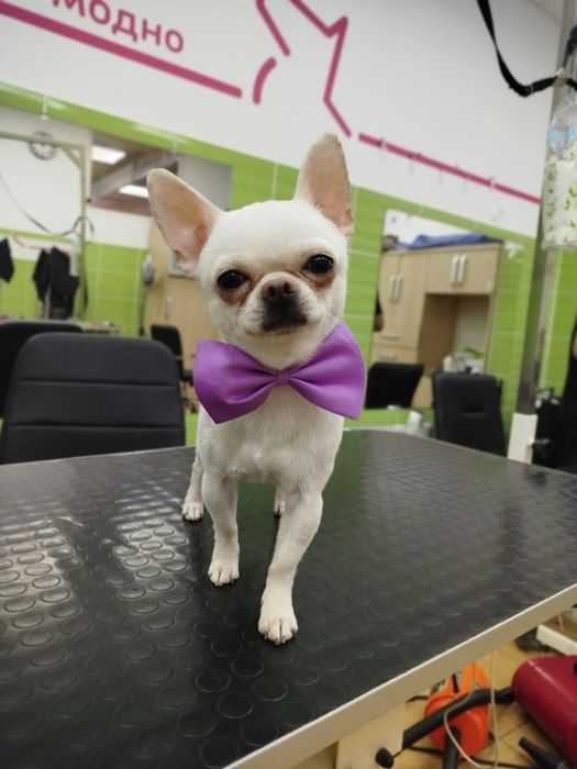 Мини мальчик чихуахуа готов к вязке