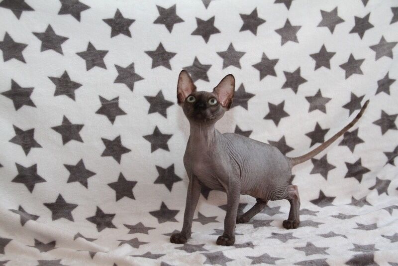 В наличие есть котята девочки и мальчики