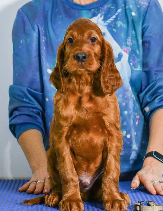 Seter irlandzki ZKwP