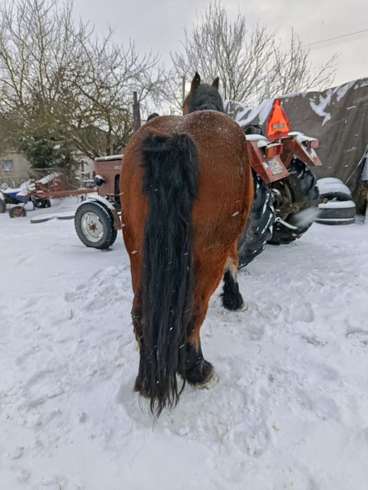 Witam sprzedam klacz źrebną