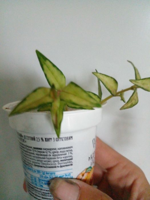 Продам або обміняю хойї