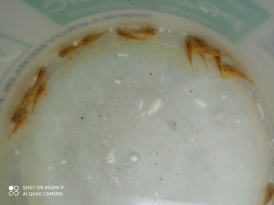 Kirys Kirysek GOLD LASER Corydoras Neon Gold Cw 010