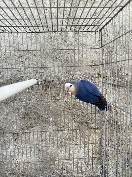 Agapornis Macho 2024