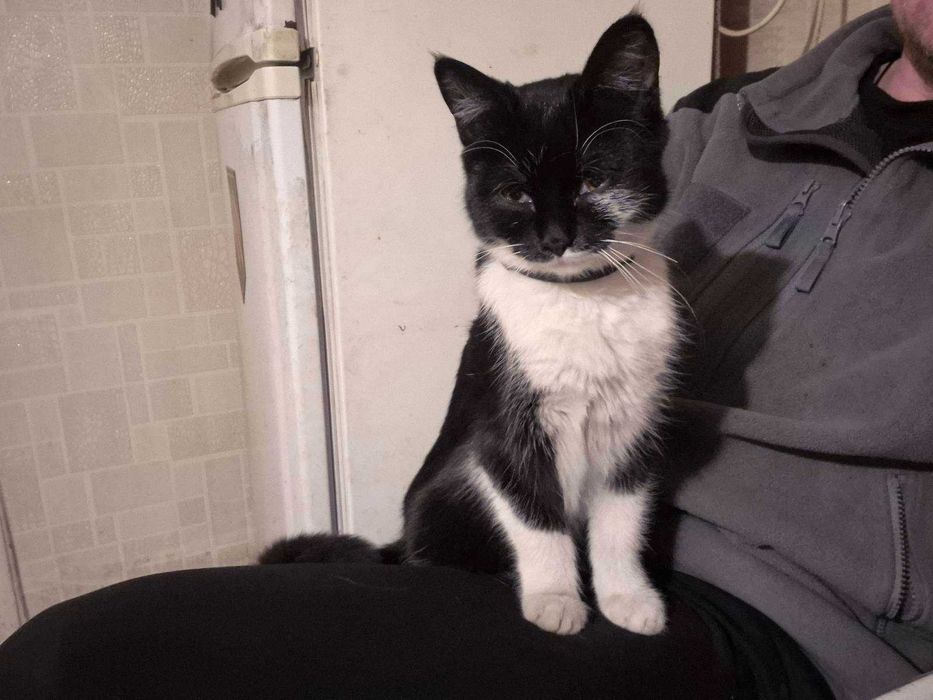 Кішка шукає родину