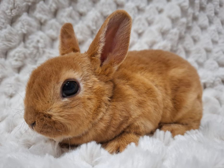 Królik króliczek karzełek rex Orange miniaturka mini lop