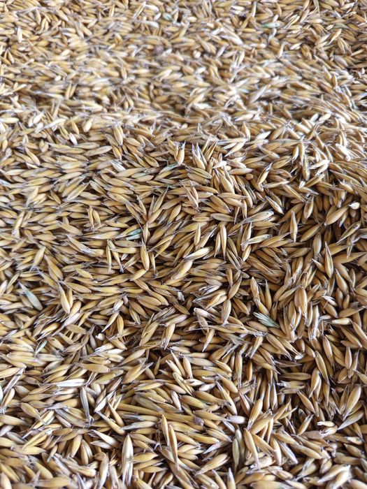 Sprzedam owies Bingo