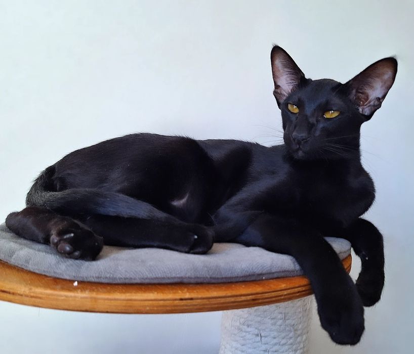 Чёрные ориентальные котята