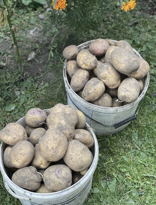 Домашня картопля