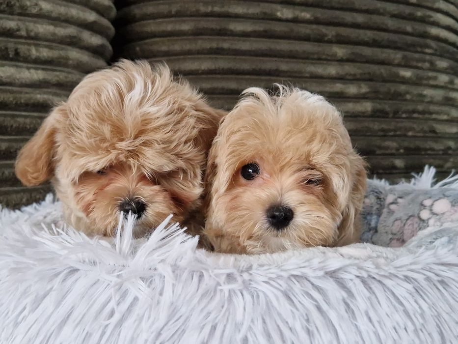 Maltipoo f1 xxs  mini SUNIA
