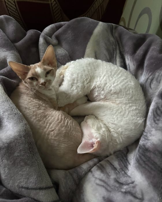 Коты девон рекс