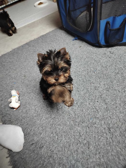 Yorkshire Terrier suczka po Championie FCI