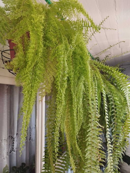 Vendo Plantas variadas