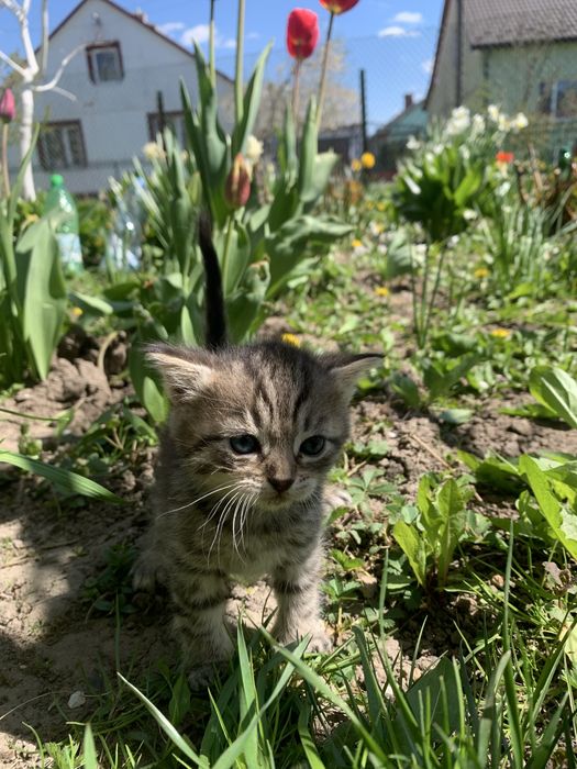Продаю котика в добрі руки