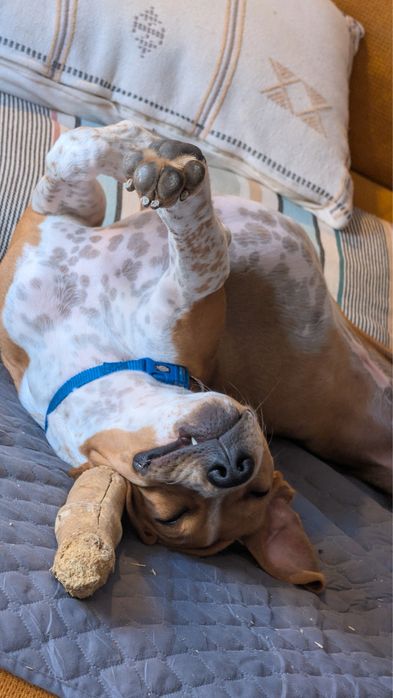 Cão 9-10 meses muito lindo