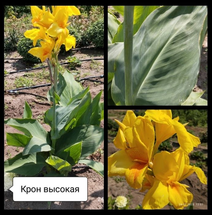 Канны сортовые высокие средние карликовые