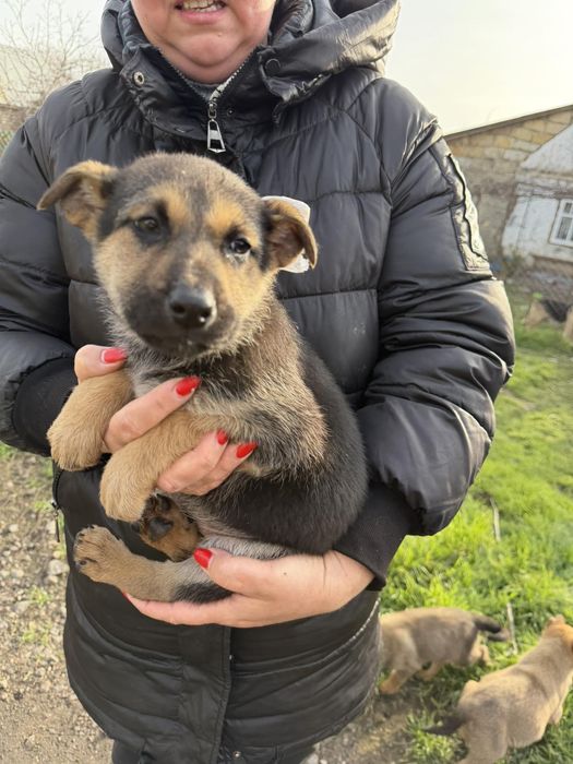Отдам в хорошие руки метисов овчарки