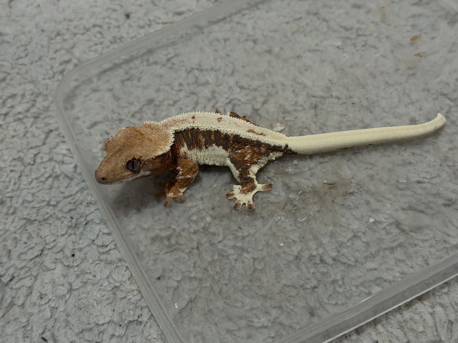 Gekon orzęsiony samica